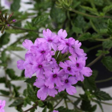 Glandularia hybrida Seabrook's Lavender