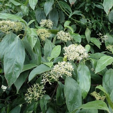 Viburnum cylindricum - Viorne à fleurs tubulaires