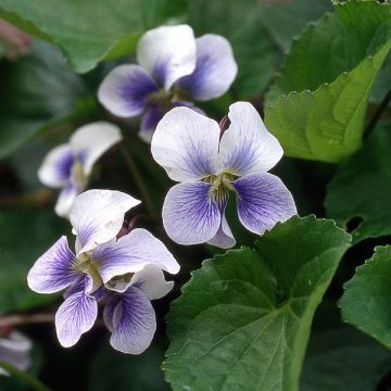 Viola sororia Priceana - Violeta