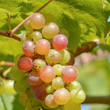 Vid Fragola Bianca Precoce