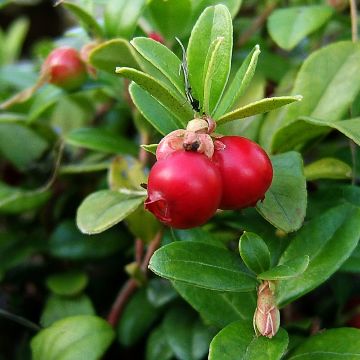 Arándano rojo grande - Vaccinium macrocarpon