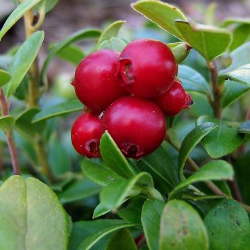 Arándano rojo Bio - Vaccinium vitis idaea