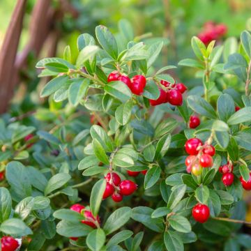 Airelle rouge Koralle - Vaccinium vitis-idaea