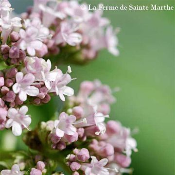 Valeriana común - Ferme de Sainte Marthe