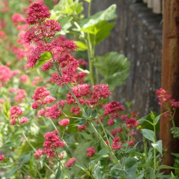 Centranthus ruber Coccineus - Hierba de San Jorge