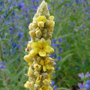 Verbascum thapsus - Gordolobo