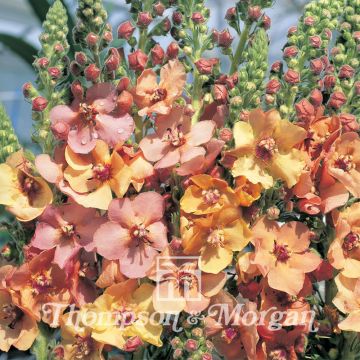 Verbascum Cooper Rose