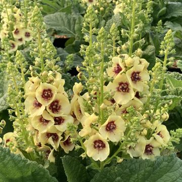 Verbascum Dark Eyes