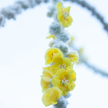 Verbascum bombyciferum Polarsommer