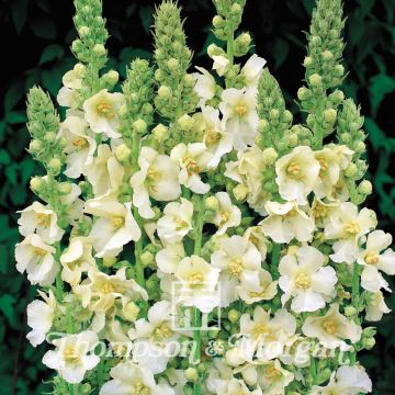 Verbascum Snow Maiden