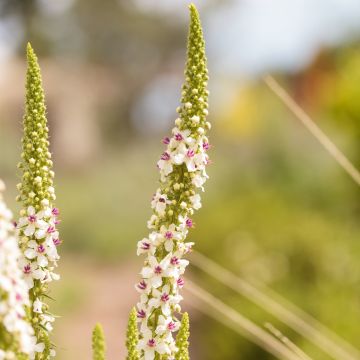 Verbascum chaixii Album (semillas)