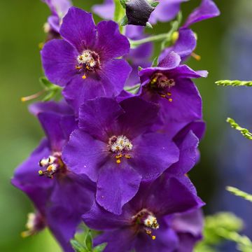 Verbascum phoeniceum Violetta