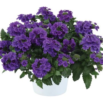 Verbena Virgo up Purple