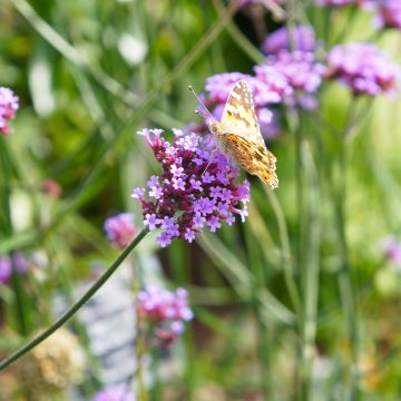 Hierba mora Lollipop - Verbena bonariensis