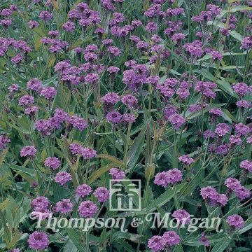 Verbena rigida