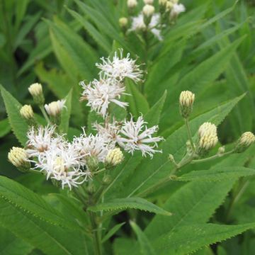 Vernonia crinita var. alba