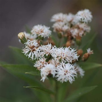 Vernonia noveboracensis White Lightning