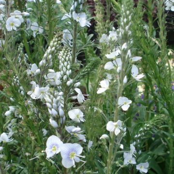 Veronica gentianoides - Verónica de hojas de genciana