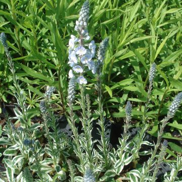 Veronica gentianoides Variegata