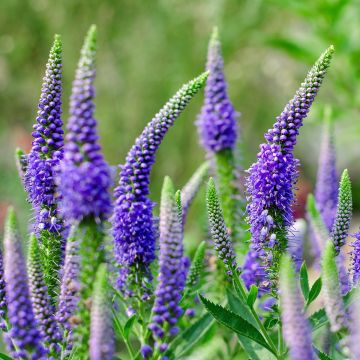 Veronica longifolia First Glory