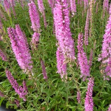 Veronica spicata Barcarolle - Verónica espigada