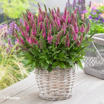 Veronica spicata Bubblegum Candles - Verónica espigada