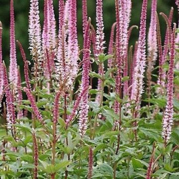 Veronica spicata Erika - Verónica espigada