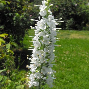 Veronica spicata Icicle - Verónica espigada