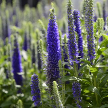 Veronica spicata Royal Candles - Verónica espigada