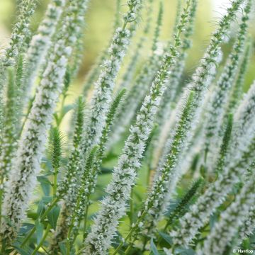 Veronica spicata Snow Candles - Verónica espigada