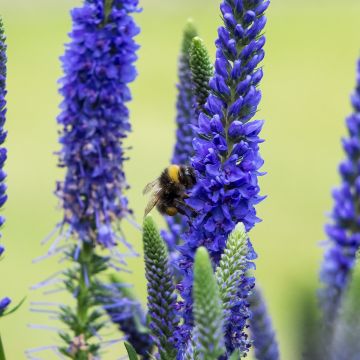 Veronica spicata Ulster Blue Dwarf - Verónica espigada