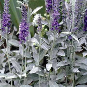 Veronica spicata subsp. incana Silbersee - Verónica espigada