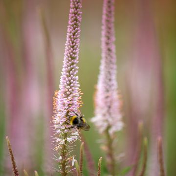 Veronicastrum virginicum Kleine Erika