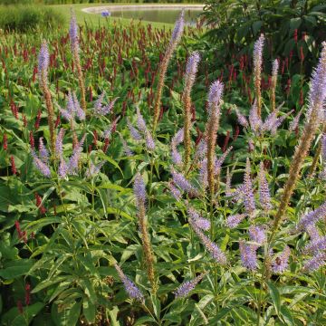 Veronicastrum virginicum Temptation