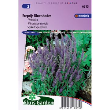 Veronica spicata Blue Shades - Verónica espigada