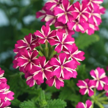 Verbena Estrella Merlot Star.