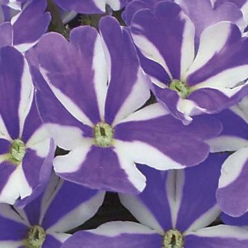 Verbena Star dreams Blue Star