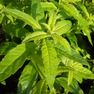 Hierba Luisa - Aloysia triphylla