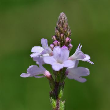 Verbena BIO - Verbena officinalis