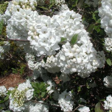 Viburnum utile Eskimo - Viburno