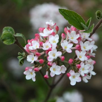 Viburnum burkwoodii Mohawk - Viburno