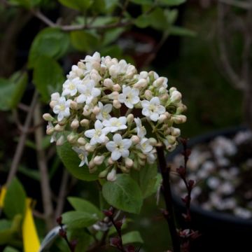 Viburnum carlcephalum - Viburno