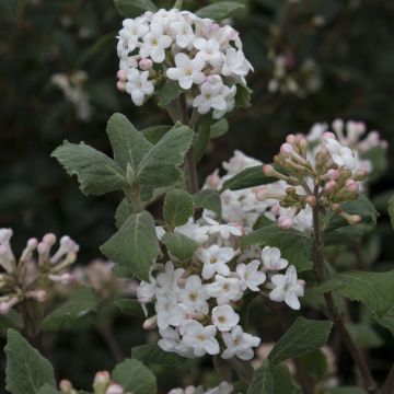 Viburnum carlesii Caprifoliaceae - Viburno