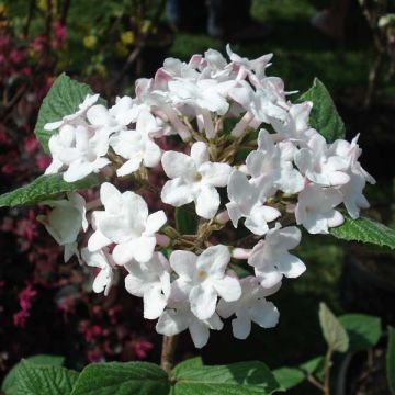 Viburnum carlesii Aurora - Viburno