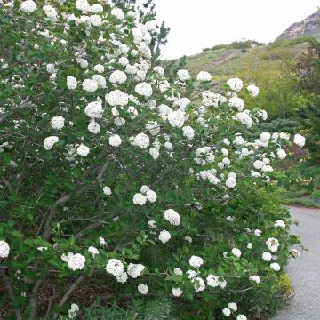 Viburnum carlesii Juddii - Viburno