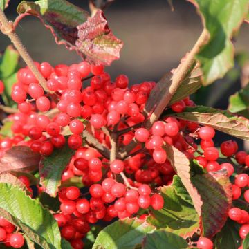 Viburnum dilatatum Sealing Wax - Viburno