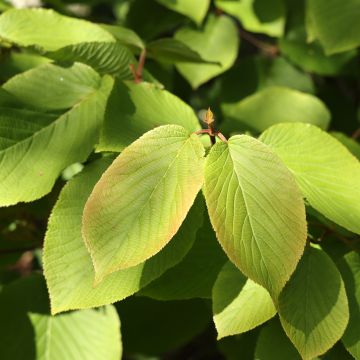 Viburnum furcatum - Viburno