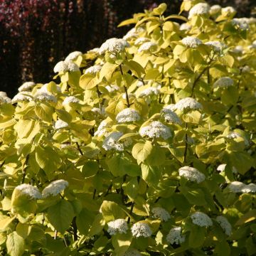 Viorne lantane - Viburnum lantana Aureum