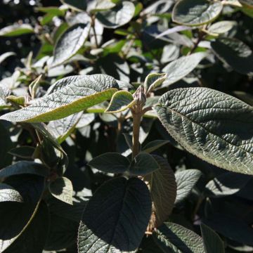 Viburnum lantana Mohican - Morrionera