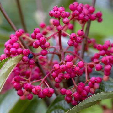 Viburnum nudum Brandywine - Viburno